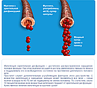 СУПЕР КАПСУЛИ XL комплекс Простафорт! здорова простата, сечоста, збільшення потенції та лікування імпотенції, фото 6