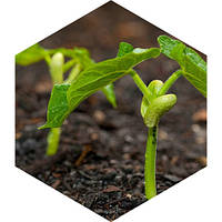 Протруйники