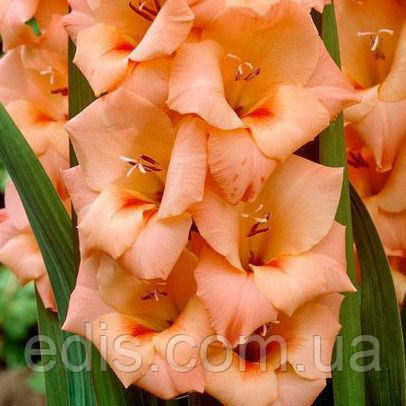 Гладіолус Peter Pears (Пітер Пірс) 10/12 3 цибулини, фото 1