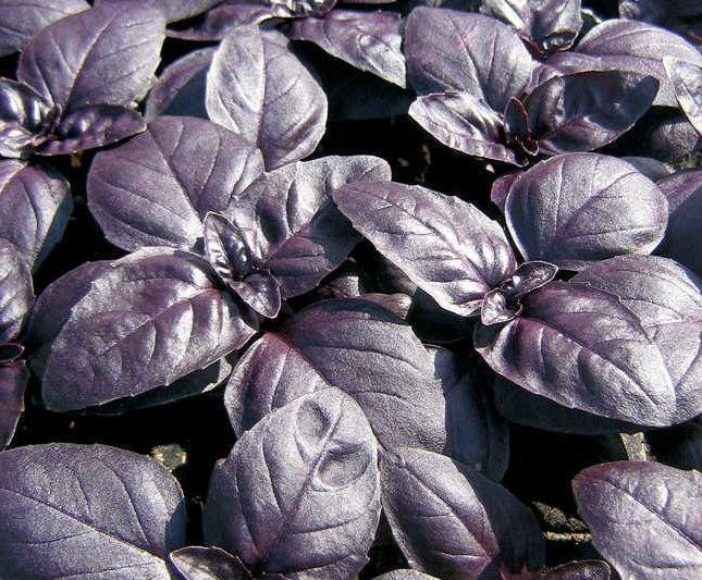 Віолет Кінг F1 - насіння базиліка, фіолетовий, (0.5 кг.) Lark Seeds