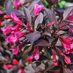 Саджанці Вейгели квітучої Олександра (Weigela florida Alexandra) Р9