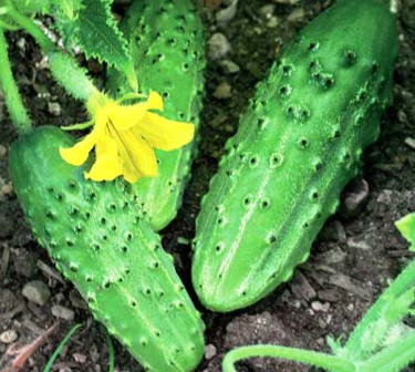 Насіння огірка партенокарпічного Оптімус F1 (250 с.) Lark Seeds
