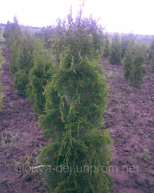 Туя західна колоновидна, Туя западная ф.колоновидная (Thuja occidentalis Columna). 2,0м - фото 1 - id-p520164