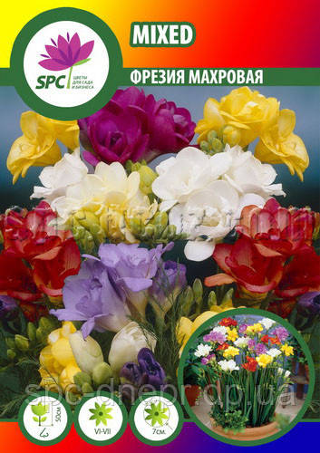 Freesia Iris Mixed (Фрезия микс)