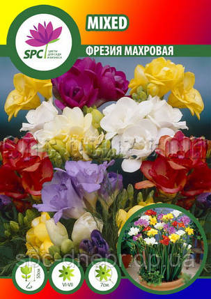 Freesia Iris Mixed (Фрезия микс), фото 2