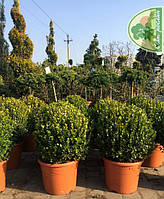 САМШИТ ВЕЧНОЗЕЛЁНЫЙ (BUXUS SEMPERVIRENS) / ШАР 40Х40