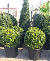 САМШИТ МЕЛКОЛИСТНЫЙ (BUXUS MICROPHILLA) «FAULKNER» / ШАР 45Х45 СМ / С20