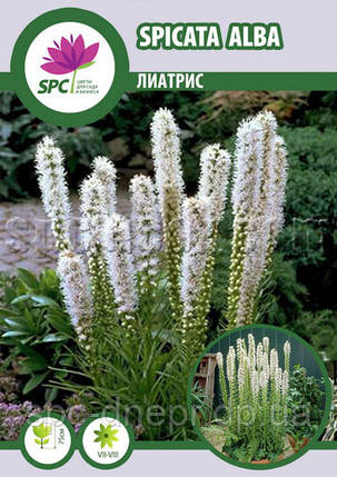 Liatris Spicata Alba(Ліатрис), фото 1