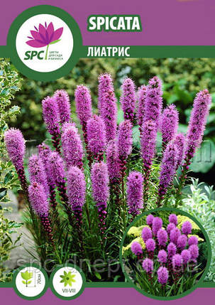 Liatris Spicata (Ліатрис), фото 2