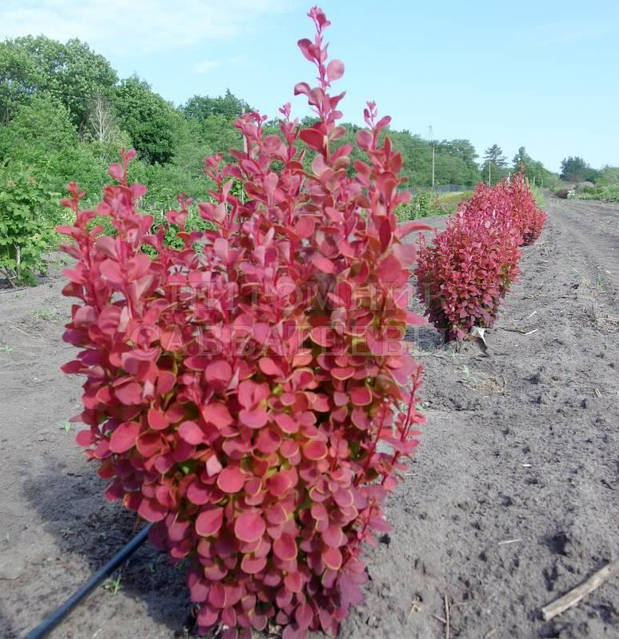 Колготкидегі хатшыны блді