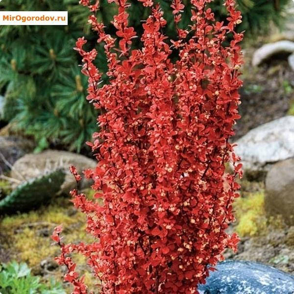 Бар жүрегіммен ренжітті