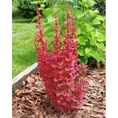 Юбка киген қыздардың фотосессиялары