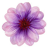 Крокус подвійний атлас, 13см (по 50 шт. в уп), фото 4