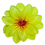 Крокус подвійний атлас, 13см (по 50 шт. в уп), фото 5