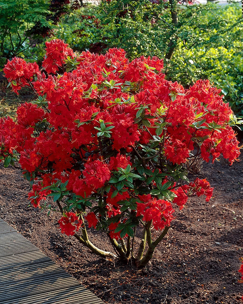 Рододендрон листопадний Nabucco 3 річний, Рододендрон листопадний Набукко, Rhododendron Nabucco