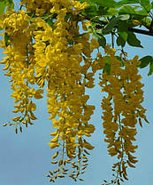 Бобовник анагіролистний " Вози " \ Laburnum anagyroides Vossii ( саджанці 2 роки), фото 2