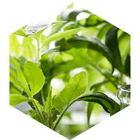 Регулятори росту та NPK