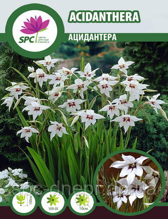 Acidanthera (Запашний гладіолус), фото 2