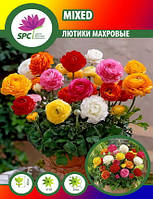 Лютик Ranunculus Mixed