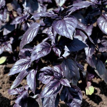 Насіння базиліка Гастроном F1 (5 г) Libra Seeds