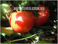 Насіння томату детермінантного, червоний біф Світ мусон F1 (986) (250семян) Libra Seeds