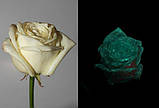 Світна фарба Нокстон для живих і штучних квітів, фасування 1 літр, фото 5