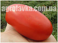 Насіння томату детермінантного для переробки Сан Парадайс F1 (М177) (1000семян) Libra Seeds