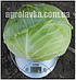 Насіння капусти білокачанної Грін Стар F1 (1000семян) Libra Seeds, фото 4