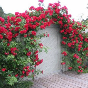 роза фламентанц роза фламентанц