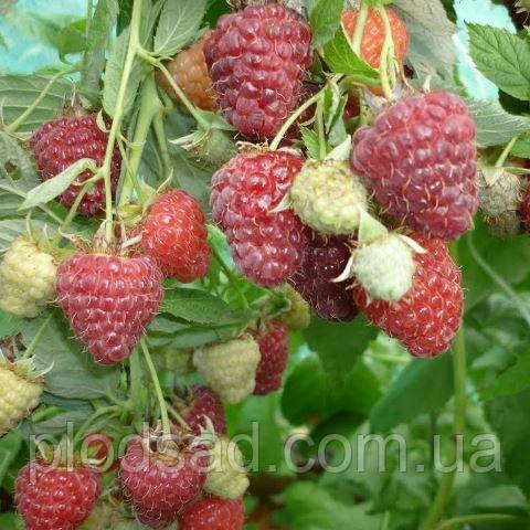 Малина Зева