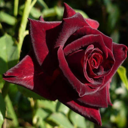 Троянда флорибунда Кларет Пікс, фото 2