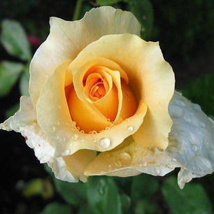 Троянда чайно-гібридна Казанова (Casanova), фото 1