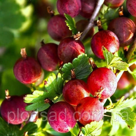 Аґрус Червоноплідний