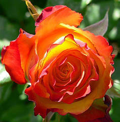 Троянди чайно-гібридна Ред Голд