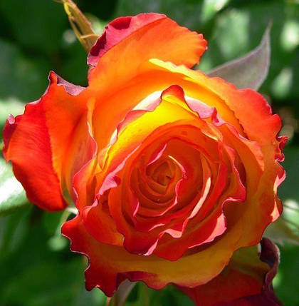 Троянди чайно-гібридна Ред Голд, фото 2