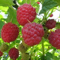 Малина Новокитаївська