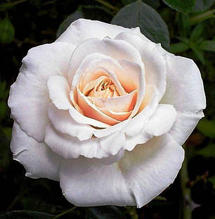 Саджанці троянди сорту Penny Lane (Пенні Лейн), фото 2