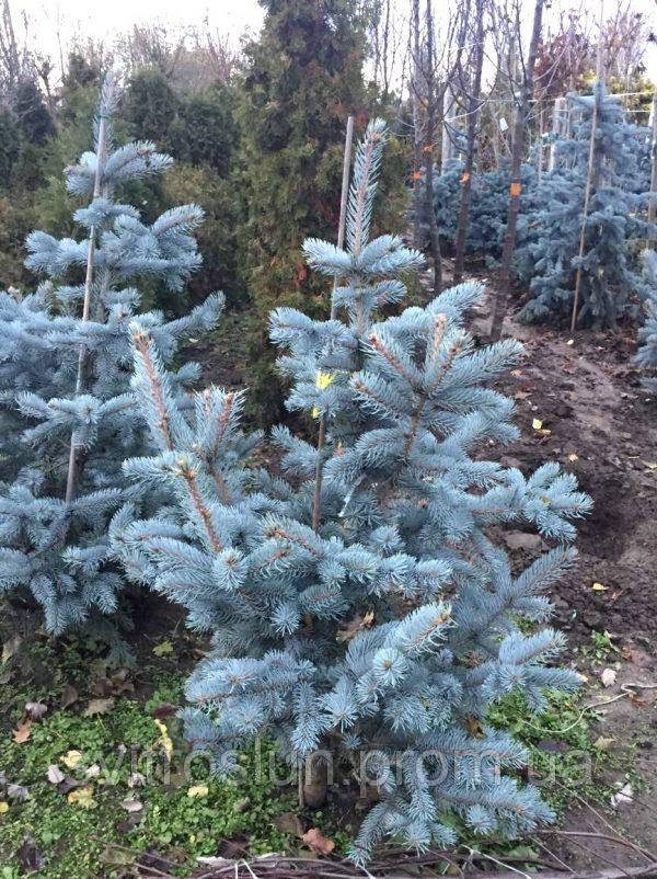 ЕЛЬ КОЛЮЧАЯ (PICEA PUNGENS) HOOPSII /H 1.6 М+ /С40 - фото 1 - id-p868495257