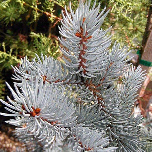 ЕЛЬ КОЛЮЧАЯ (PICEA PUNGENS) HOOPSII /H 1.6 М+ /С40 - фото 5 - id-p868495257