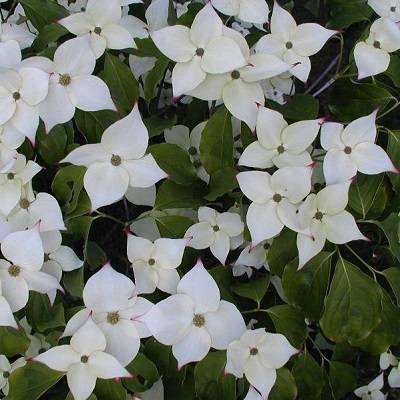 Дерен Коуза   (Cornus kousa var. chinecsis)