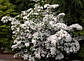 Дерен Коуза   (Cornus kousa var. chinecsis), фото 3