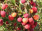 Дерен Коуза   (Cornus kousa var. chinecsis), фото 4