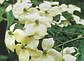 Дерен Коуза   (Cornus kousa var. chinecsis), фото 5