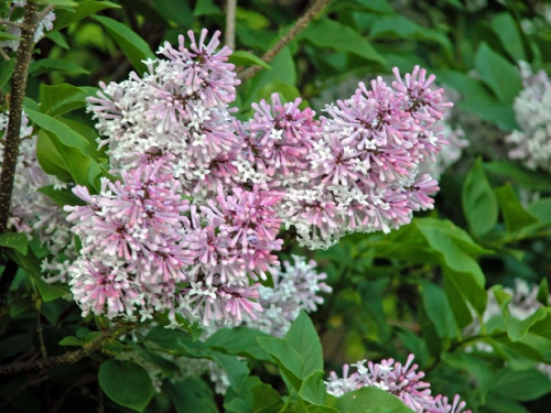 Бузок Міс Кім, фото 1