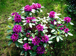 Рододендрон Rasputin 4 річний 40-50см, Рододендрон гібридний Распутін, Rhododendron Rasputin, фото 5