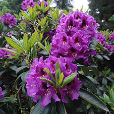 Рододендрон Rasputin 4 річний 40-50см, Рододендрон гібридний Распутін, Rhododendron Rasputin, фото 3