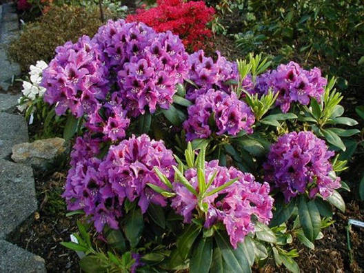 Рододендрон Rasputin 4 річний 40-50см, Рододендрон гібридний Распутін, Rhododendron Rasputin, фото 1