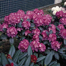 Рододендрон Blurettia 4 річний 30-40cм, Рододендрон гибридный Блюреттия, Rhododendron yakushimanum, фото 5