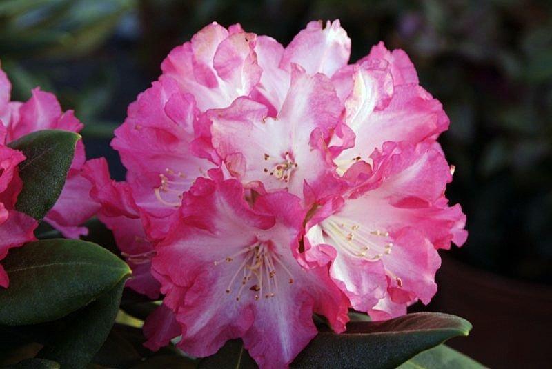 Рододендрон гібридний Blurettia 2 річний, Рододендрон гібридний Блюреттия, Rhododendron yakushimanum Blurettia