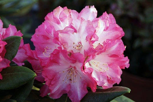 Рододендрон Blurettia 4 річний 30-40cм, Рододендрон гибридный Блюреттия, Rhododendron yakushimanum, фото 1